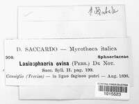 Lasiosphaeria ovina image